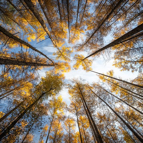 Blick nach oben in den Herbstwald von Erwin Pilon