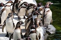 Groep pinguïns