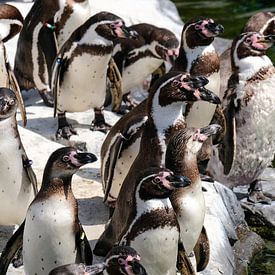 Groep pinguïns van Fran Lan