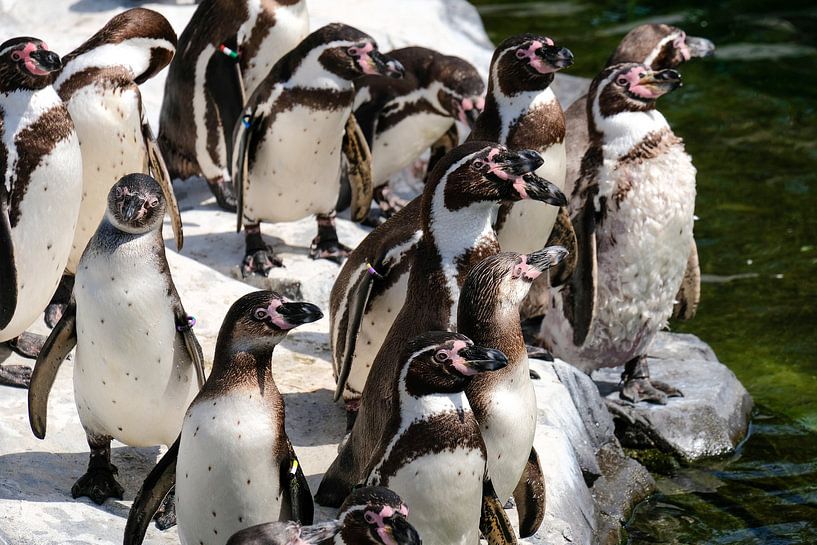 Groep pinguïns van Fran Lan