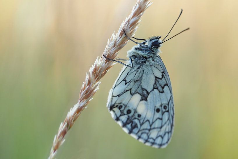 Schmetterling - Schachbrett (II) von Astrid Brouwers