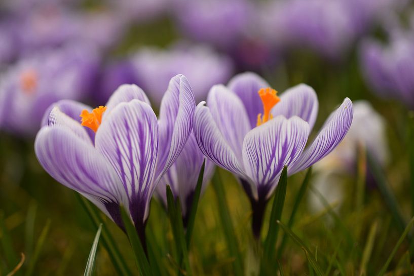 Krokussen Crocus von Patricia van Nes