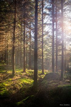 Zonsopgang doorheen de bomen