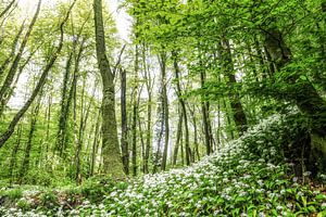 Im Bärlauchwald