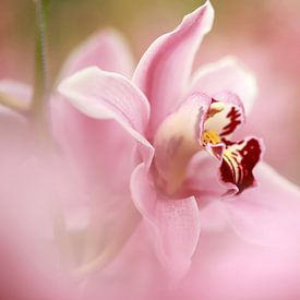 Orchidée sur Yvonne van Dormolen