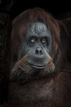 Wisdom and life experience expresses a portrait of a female orangutan, smart eyes and red hair, Budd by Michael Semenov