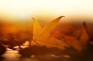 Herbstblatt in der Abendsonne