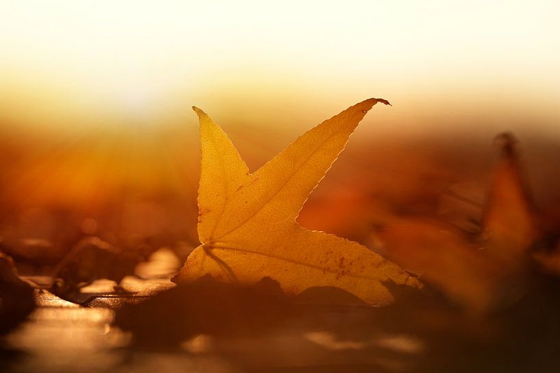 Feuille d'automne au soleil du soir par Hilde Remerie Photographie et art numérique