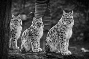 Luchs