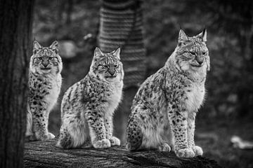 Lynx by Rob Boon