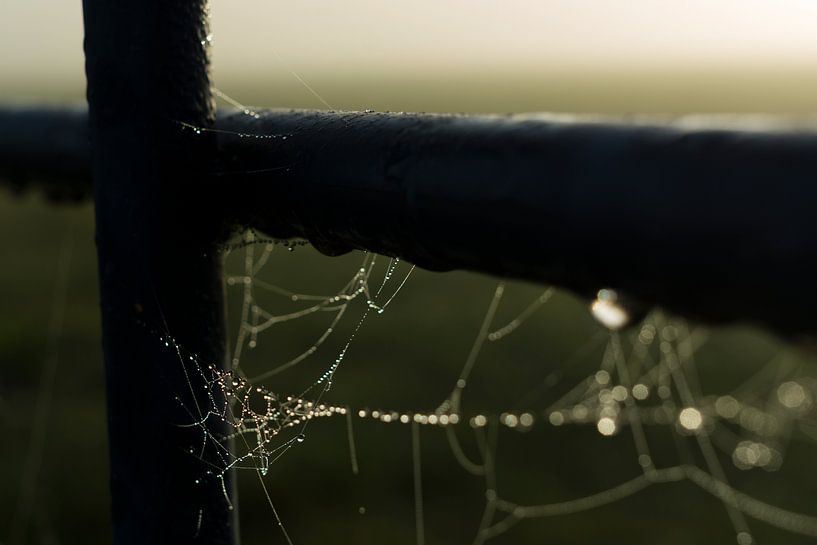A spider's web on a foggy november morning by Kees van der Rest