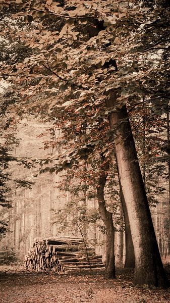 The Hague forest by Richard Kamphuis