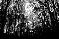 Forêt hantée