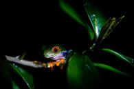 Roodoog boomkikker in de nacht, Costa Rica van Tessa Louwerens thumbnail