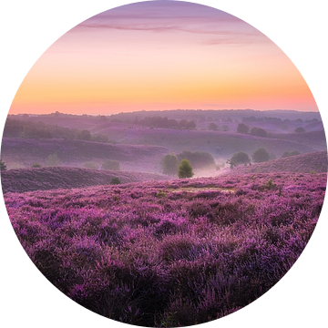 De heide in augustus van Jeroen Lagerwerf