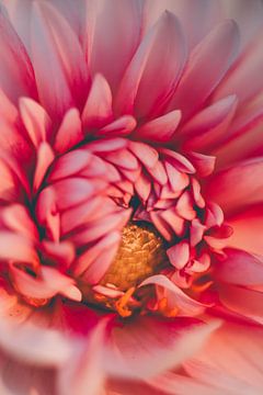 Dahlia love van Marja Lok