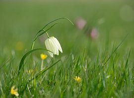 Kievitsbloem in het veld