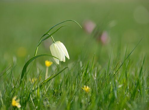Kievitsbloem in het veld
