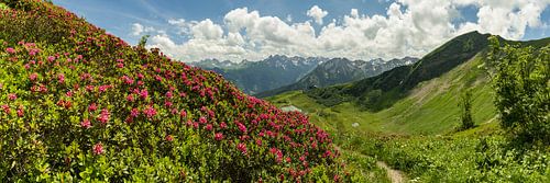 Panorama avec roses des Alpes au Fellhorn