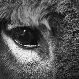 Face to face with a donkey by Anouk Klomps