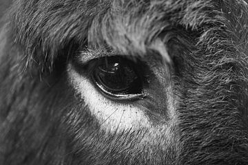Face to face with a donkey by Anouk Klomps