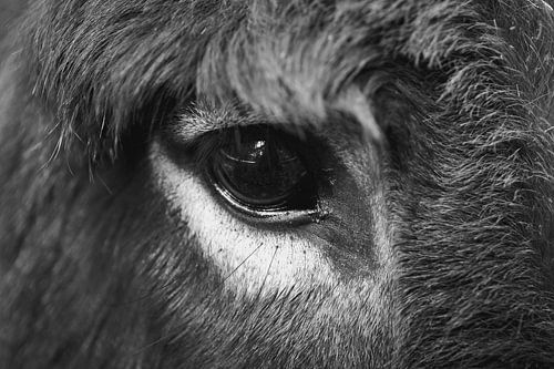 Von Angesicht zu Angesicht mit einem Esel