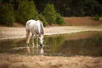 Horse in the water