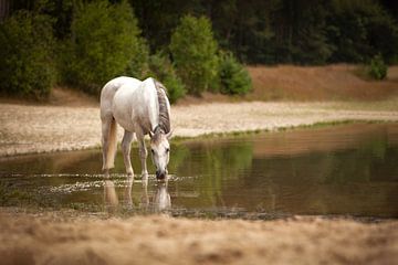 Paard in het water van Special Moments MvL