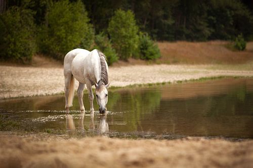 Horse in the water
