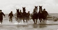 Paardenreddingsboot