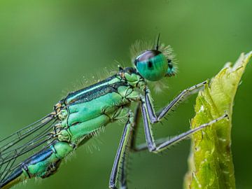 Kleinlibelle Makro von Martijn Wit