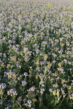 bijenvriend, tufted beauty, tansy phacelia, phacelia van Karina Gebert