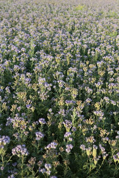 bijenvriend, tufted beauty, tansy phacelia, phacelia van Karina Gebert