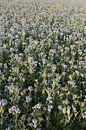 bijenvriend, tufted beauty, tansy phacelia, phacelia van Karina Gebert thumbnail