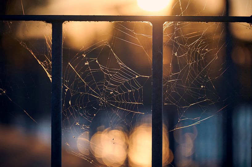 Ein Spinnennetz im Licht der untergehenden Sonne. von Michaela Bechinie