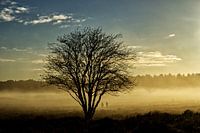 Sfeervolle boom in ochtend mist
