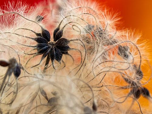 Woodland vine; Clematis vitalba