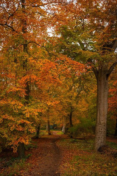 Hiking trail by peterheinspictures
