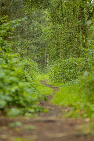 forest path by Lisenka Pauw