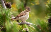 Fluffy little bird by Patrick Schwarzbach thumbnail