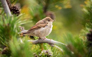 Flauschiger kleiner Vogel