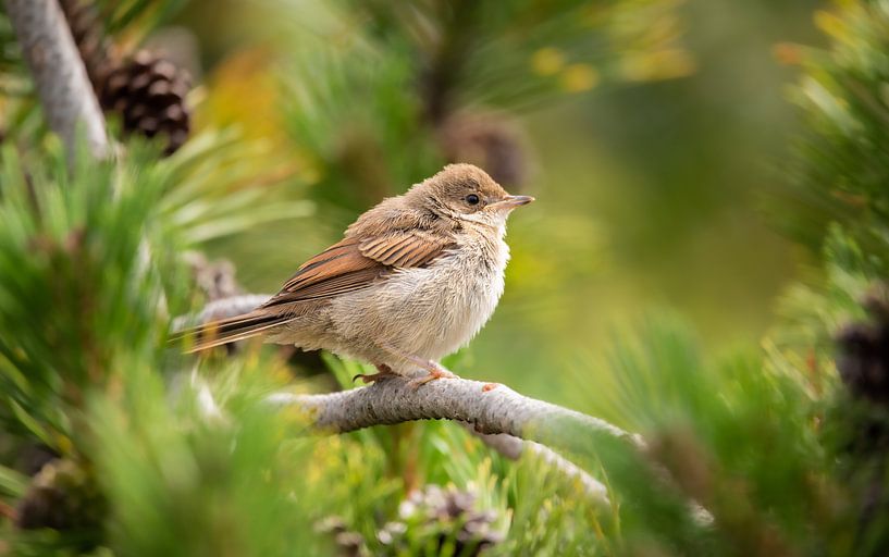 Fluffy little bird by Patrick Schwarzbach