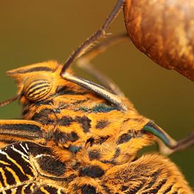 Bananenfalter von Matthias Brix