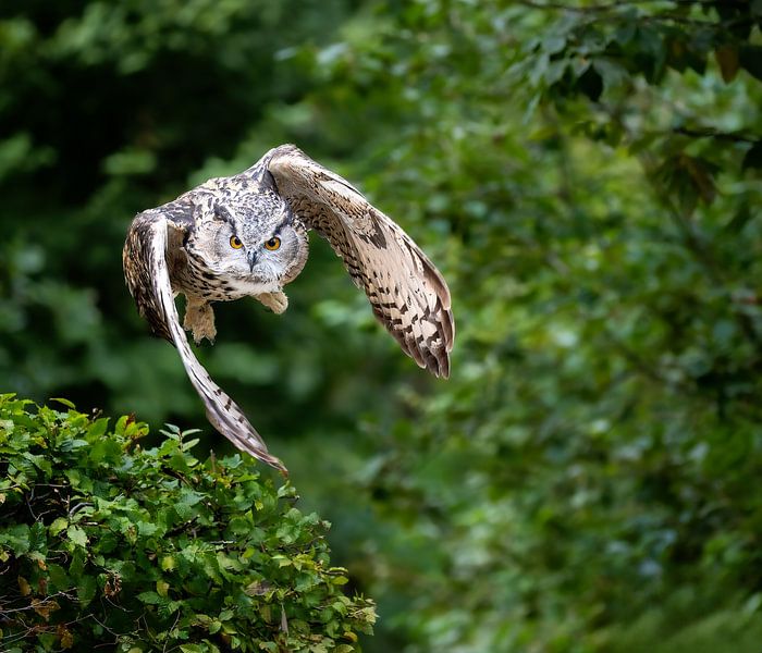 Uhu im Flug von ManfredFotos