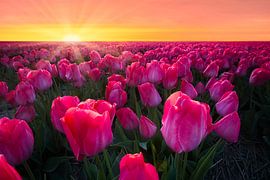 Tulpenfeld bei Sonnenuntergang von Dirk-Jan Steehouwer