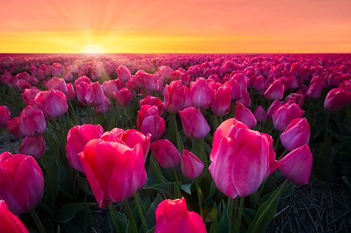 Tulpenfeld bei Sonnenuntergang