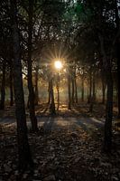 Shining sun through the trees