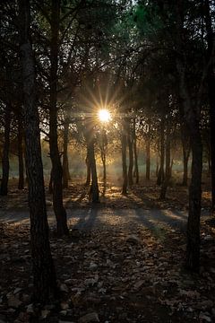 Le soleil brille à travers les arbres sur Niels Bronkema