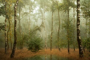 Birkenbäume im Herbst IIII von Kees van Dongen