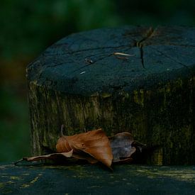 Lonely leafs von Kai Grijff